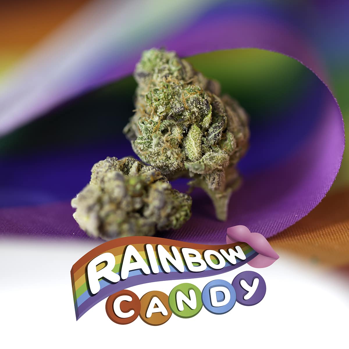 RainbowCandy_Pride-IMG_1055_sm RainbowCandy_Pride-IMG_1055_sm