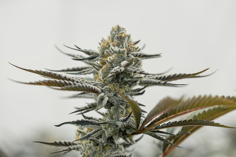 EdsBananaPunch-Cola_MG_9524-web EdsBananaPunch-Cola_MG_9524-web