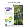 Grape Kush Strain Infographic Printout